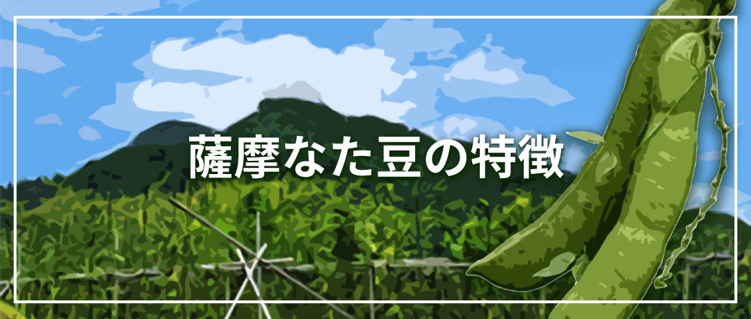 薩摩なた豆の特徴